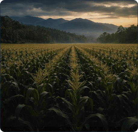 Lahan pertanian sebagai representasi sektor riil